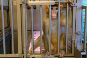 Autorizzata la sperimentazione sui macachi di Torino e Parma: animalisti  sgomenti e… sconfitti