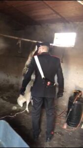 Animalisti e carabinieri scoprono un mattatoio clandestino: denunciato 37enne di Front