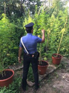 Curavano 11 piante di marijuana in un terreno abbandonato: arrestati due fratelli