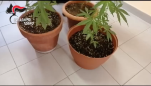 «Produttore e spacciatore di marijuana a chilometro zero», 21enne nei guai