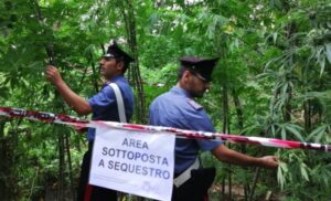 Produceva e vendeva marijuana a chilometri zero: arrestato un 55enne