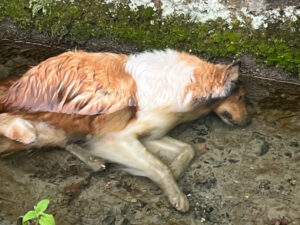 Border Collie scappa terrorizzato durante i botti  di Capodanno: ritrovato morto sotto il ponticello di un canale irriguo