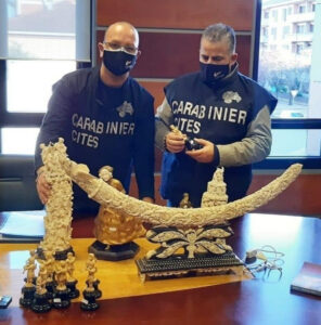 Commercio illegale di avorio: statuine, zanne e altri manufatti mettono nei guai 27 persone