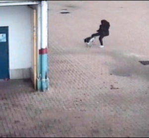 «Calci al cane, le prove nel filmato»: il giudice li assolve ma non gli restituisce il cane