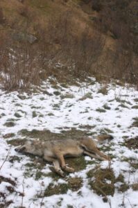 Indagini sulla morte di una giovane lupa rinvenuta tra la Val di Viù e la Val di Susa