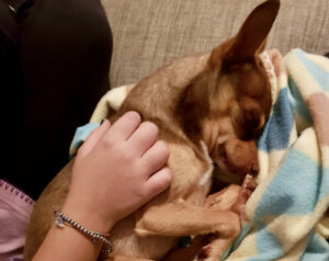 Viene aggredita da due molossi: ucciso il cagnolino che teneva in braccio