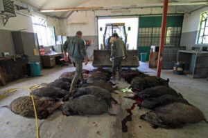 Dalla Regione “sì” all’abbattimento di 10mila ungulati: animalisti sul piede di guerra