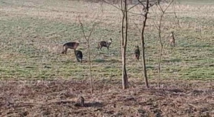 «Lupi alle porte di San Francesco al Campo» ma erano pastori cecoslovacchi allo stato brado -VIDEO –