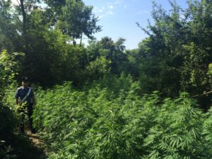 Sequestrata una vasta area coltivata a marijuana