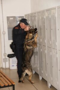 I cani anti droga di Volpiano “in trasferta” per scovare lo stupefacente a scuola