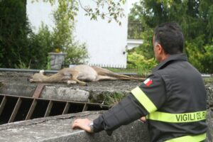 Rinvenuta carcassa di capriolo in un canale, indagini sulla provenienza dell’animale