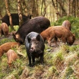 Cinghiale ucciso (gratuitamente) a ridosso delle abitazioni della collina torinese da una persona che ha fatto fuoco dall’auto in corsa