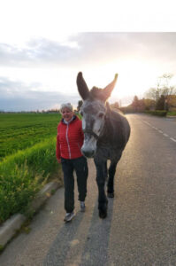 Mula scappa e blocca il traffico a Borgaro