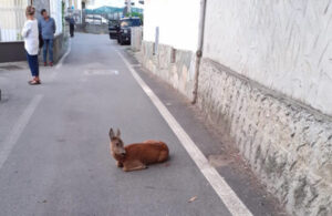 Capriolo investito nel centro del paese, curato sul posto dal veterinario – VIDEO