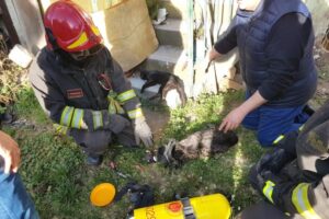 Alloggio in fiamme, i vigili del fuoco salvano un gatto