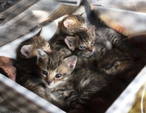 Cucciolata di micini salvata appena in tempo dal tritarifiuti