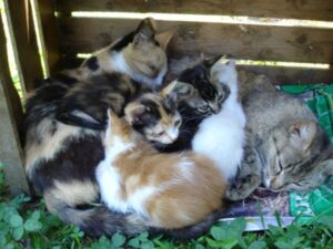 Colonie feline scomparse: indagine di Asl e Carabinieri forestali