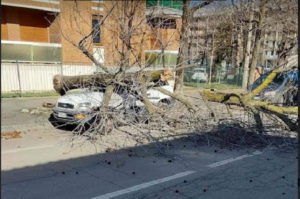 Vento forte, cade un albero su un’auto in via Mazzini