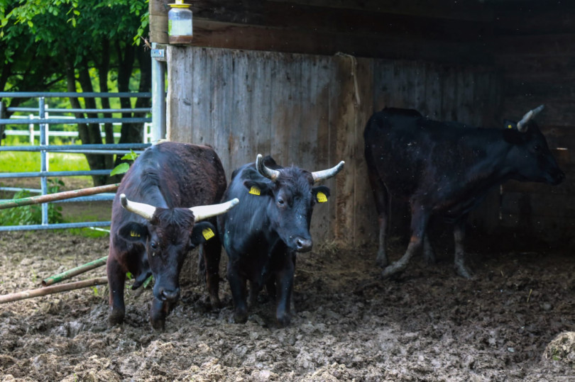 Fuggono sette mucche da una stalla, paura in paese, poi vigili del fuoco e veterinario Asl le recuperano senza che nessuno si faccia male