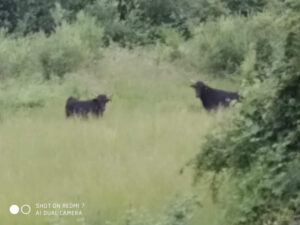 Avvistati i tre tori ancora in fuga: li ha fotografati una signora di Fiano
