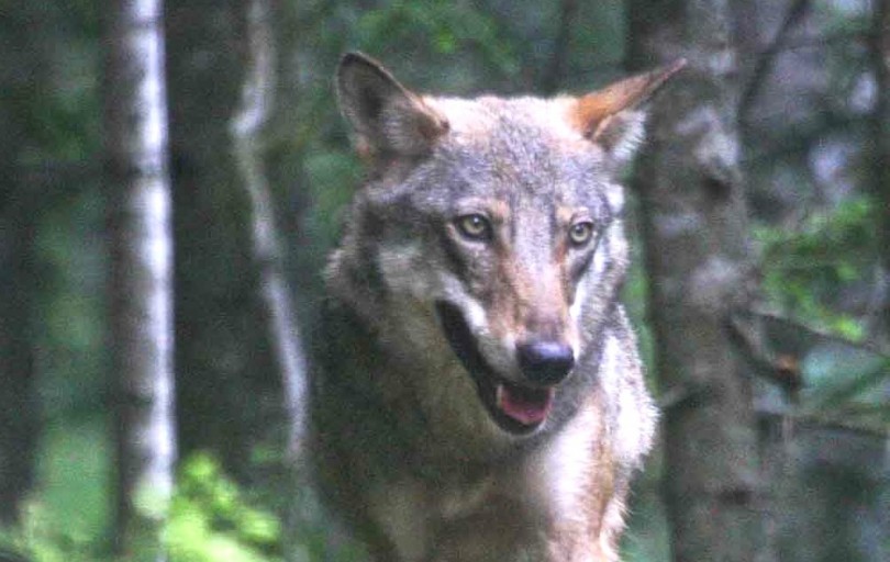 Un nuovo piano di conservazione e gestione del lupo