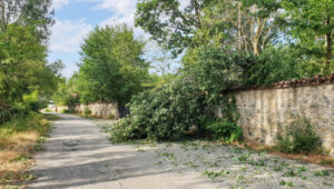 Nubifragio, il viale monumentale del parco La Mandria non esiste più