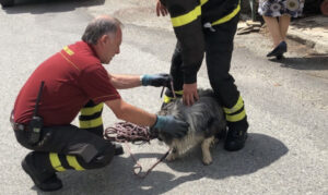 Cane cade in un canale, salvato dai vigili del fuoco