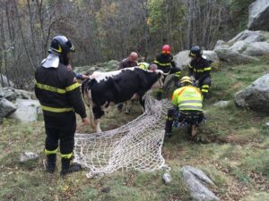 Spettacolare recupero di una mucca a Pialpetta, protagonisti i vigili del fuoco