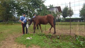 “Maltrattati e denutriti”, sequestrati un cavallo e 7 cani: nuovo caso a Corio