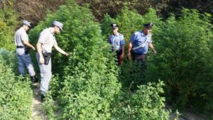 Borgaro, scoperta una piantagione di marijuana di 1.200 metri quadrati