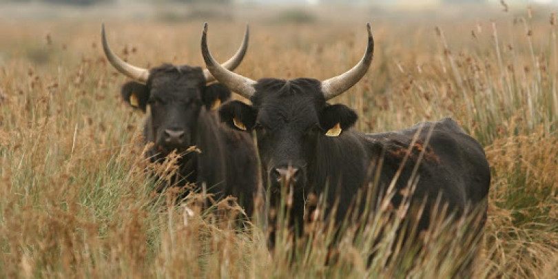 Avvistati i tre tori ancora in fuga: li ha fotografati una signora di Fiano