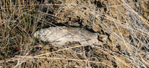 «Una bomba di mortaio inesplosa in mezzo agli sfalci degli agricoltori»