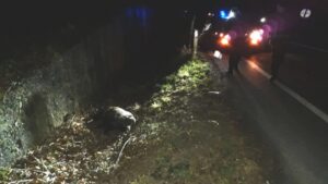 Ennesimo incidente sulla Direttissima: taxista centra in pieno un cinghiale