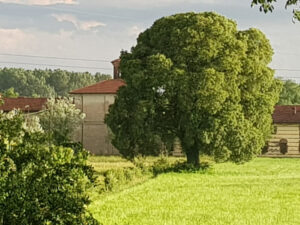 Il centenario Bagolaro di Devesi è diventato «albero monumentale»