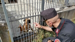 Maltrattava il proprio cane, denunciato un 55enne