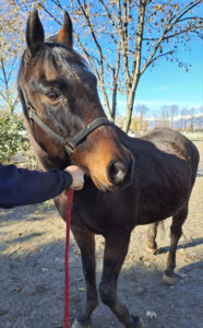 Remi, il cavallo da adottare