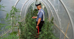 Produceva marijuana a chilometri zero, “contadino della cannabis” in manette