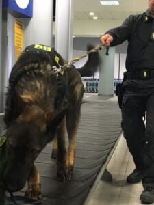 Arrivava dal Perù con le foglie di coca nel trolley: 63enne fermato dai finanzieri dell’aeroporto