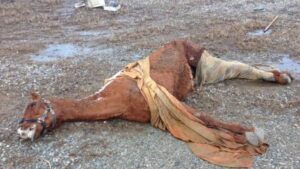 Cavallo barbaramente mutilato: denunciato il proprietario