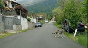 Leoni (da tastiera) contro i lupi