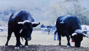 Battaglia delle Reines, tutto pronto per la finale di Cantoira