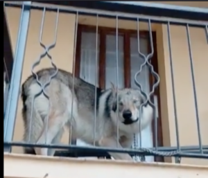 Lupo cecoslovacco confinato da giorni in un balconcino: liberato dai vigili del fuoco