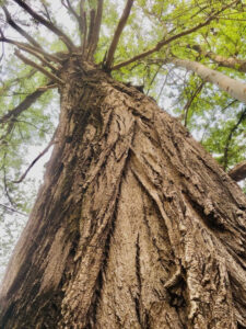“Segugi di alberi”, l’Ata in prima fila