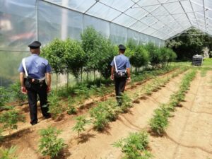I carabinieri si travestono da runner e ciclisti e scoprono maxi piantagione di marijuana a Lanzo