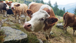 Così da 5mila anni: è partita la monticazione in alpeggio