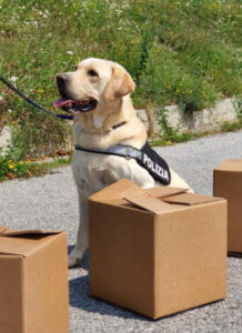 Addio Aron, il labrador della Polizia specializzato nella ricerca di armi ed esplosivo