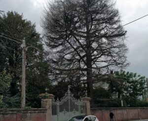 Ciriè, tagliato il grande albero della villa storica di via Roma: era malato