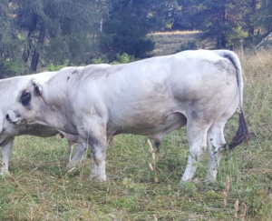 Dramma nella stalla: allevatore incornato da un toro