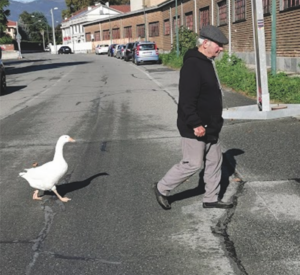 L’uomo con l’oca: una grande amicizia che commuove tutti