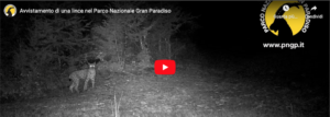 Una lince nel Parco del Gran Paradiso: «Non accadeva da oltre cento anni» -Video-